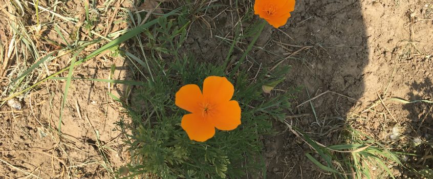 Redefinirea Codurilor – astazi si in zilele ce urmeaza