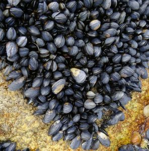 Instrumentul “Ma Dezvat” si surprize